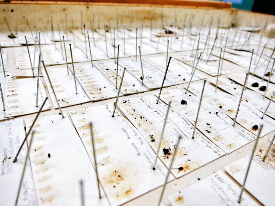 A tray of debris of entomology specimens.